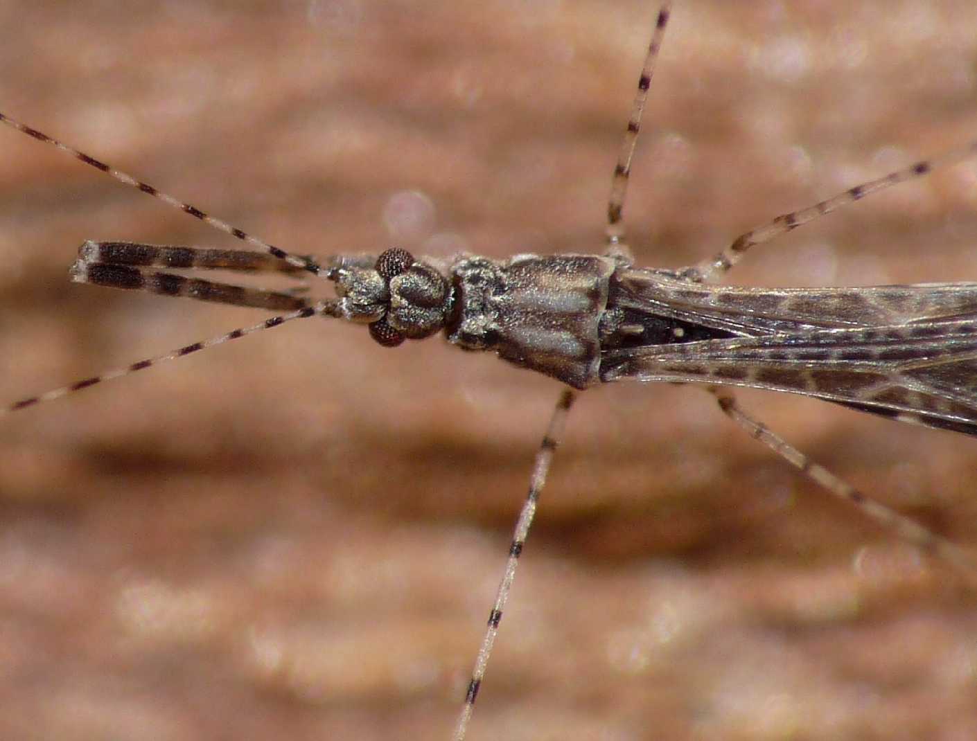 Reduviidae: Empicoris mediterraneus (cf) di Ostia (RM)